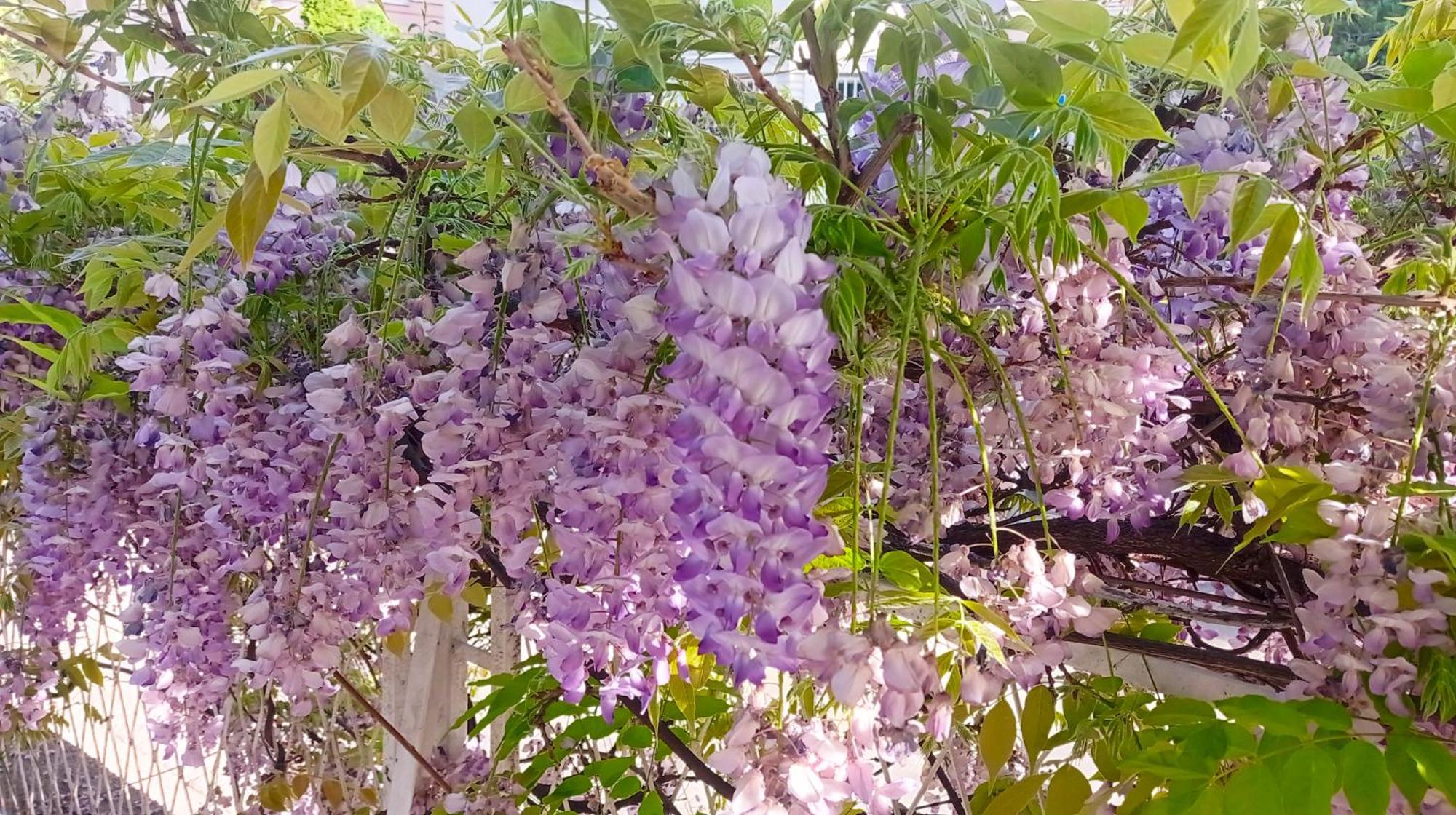 Happy Garden Apartment Belgrade